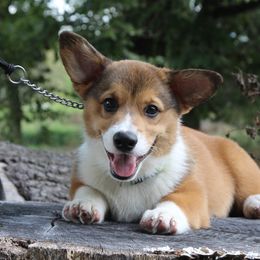 Rooster - Sable male Pembroke Welsh Corgi puppy in Fair Grove, Missouri from Cross D Ranch Corgis