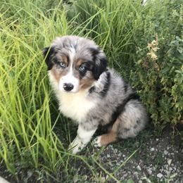 Australian Shepherd Puppies from Midwest Guardian Aussies
