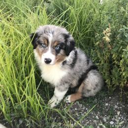Australian Shepherd Puppies from Midwest Guardian Aussies