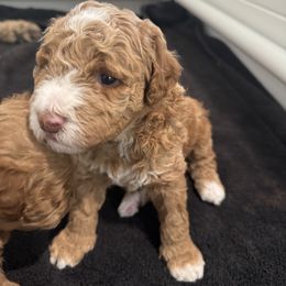 Goldendoodle Puppies from Heather's Goldendoodles