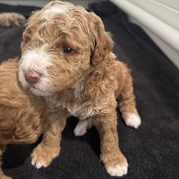Goldendoodle Puppies from Heather's Goldendoodles