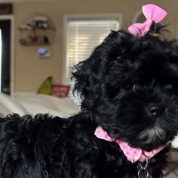 Maltese, Maltipoos, and Shihpoos from BeachRidge Pups
