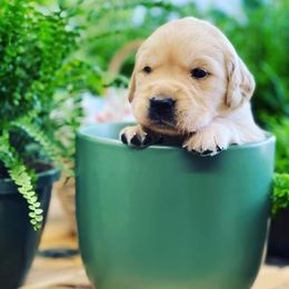 Golden Retriever Puppies from Ruff Life Goldens