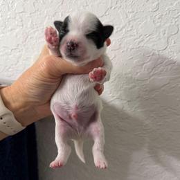 Panda - Parti male Yorkshire Terrier puppy in Lakeland, Florida from You Me & The Yorkies