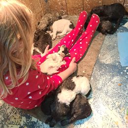 Poodle Puppies from Nothing better than Standard poodles