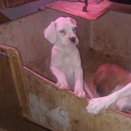 Dilly - White female Boxer puppy in Minnesota from Timmies Boxers