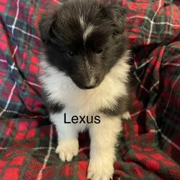 Shetland Sheepdog Puppies from MacGregor Shelties