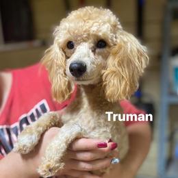 Truman - Poodle