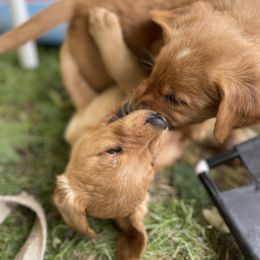 Golden Retriever Puppies from Red Bank Goldens