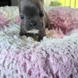 Grey - Blue male French Bulldog puppy in St. Cloud, Florida from M & A Frenchies