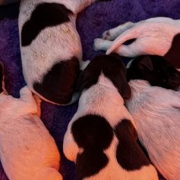 German Shorthaired Pointers from Crossroad kennel