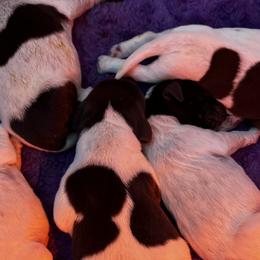 German Shorthaired Pointers from Crossroad kennel