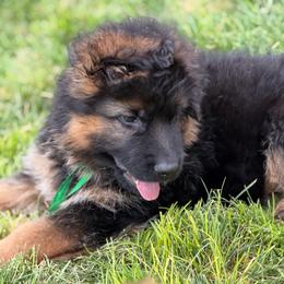 Dark green - Black and red male German Shepherd puppy in La Salle, Colorado from Pure Heart German shepherds