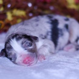Hazel - Blue merle female Australian Shepherd puppy in Easton, Missouri from MMA Kennel