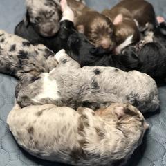 Aussiedoodle Puppies from Our Appalachian Doodles