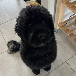 Zara - Portuguese Water Dog