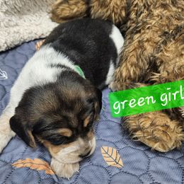 Green Girl - Black tan and white female Beagle puppy in Lore City, Ohio from Loves Kennel