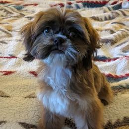 Lila - Shih Tzu