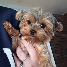 Diamond - Black and gold female Yorkipoo puppy in West Enfield, Maine from GRIFFEY'S SPA AND KENNEL