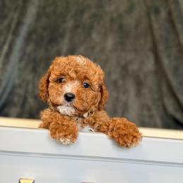 Mila - Apricot female Cavapoo puppy in Tolono, Illinois from The Golden Rule Doodles and Poos