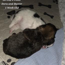 Dora - Cream sable female Pomeranian puppy in Sanford, Florida from Serena's Poms