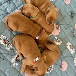 Girl 5 - Golden Retriever puppy from Floyd Ranch Field Goldens