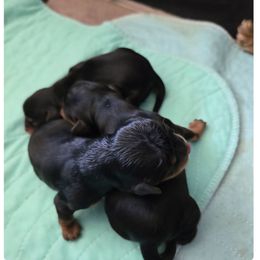 Puppy B - Black and tan female Cavalier King Charles Spaniel puppy in Moriarty, New Mexico from Cedar Mountain Hounds
