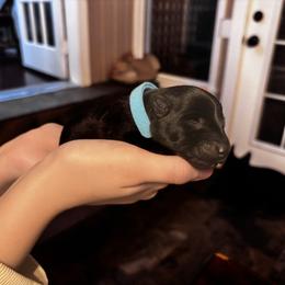 Shaggy - Black brindle male Scottish Terrier puppy in Oak Harbor, Washington from Nicole's Scottish Terriers