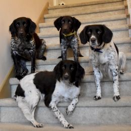 Kleine Munsterlanders from Robingun Kennels