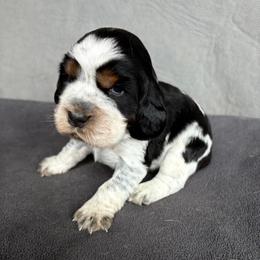 Celine - Tri-Roan female English Springer Spaniel puppy in Robesonia, Pennsylvania from Rogue Mountain Manor