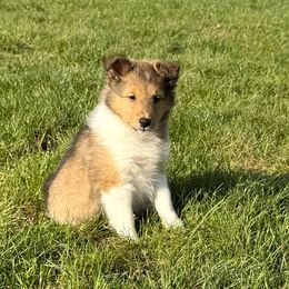 Cyrano - Sable and white male Shetland Sheepdog puppy in Aliquippa, Pennsylvania from Fancypants Shetland Sheepdogs