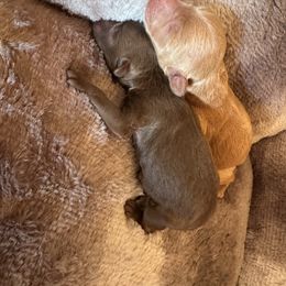 Apricot Female Pomapoo - Apricot female Assorted Doodle Crosses puppy in Harrah, Oklahoma from Sunshines Pomeranians & Cavapoos