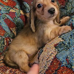 Dachshund Puppies from Samantha Spanton