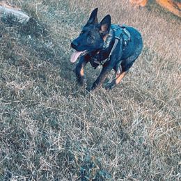 German Shepherd Puppies from Triple K Kennels