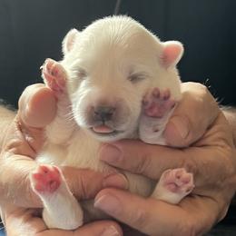Osani - White male Japanese Spitz puppy in Pickerington, Ohio from Mika Japanese Spitz