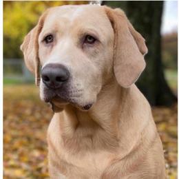 Echo - Labrador Retriever