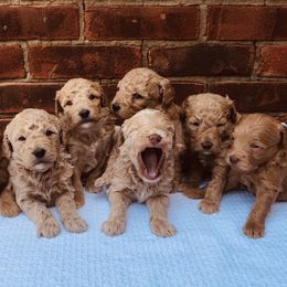 Goldendoodle and Poodle Puppies from Reddy Poodles & Doodles