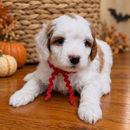 Everly (Ella) - Parti female Goldendoodle puppy in Hendersonville, Tennessee from Ben's Best Buddy Goldendoodles
