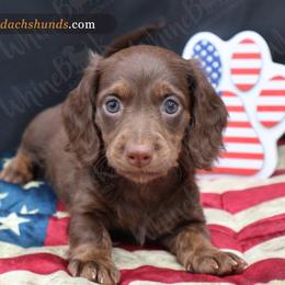 Boy 1 - Chocolate and tan male Dachshund puppy in Denver, Colorado from Whinebarkdachshunds LLC