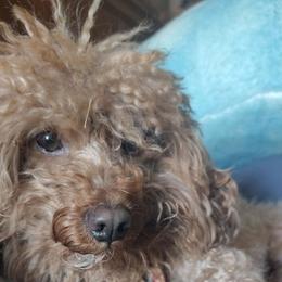Rascal - Poodle