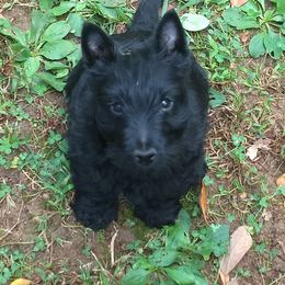 Scottish Terrier Puppies from Oban Scottish Terriers