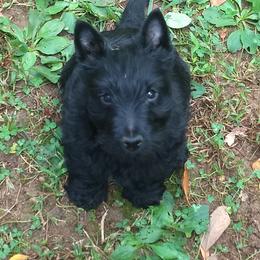 Scottish Terrier Puppies from Oban Scottish Terriers