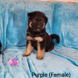 Purple Collar - Black and red female German Shepherd puppy in Louisville, Ohio from Crooked River German Shepherds