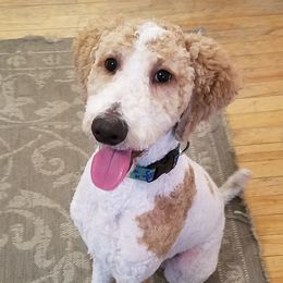 Silas - Poodle