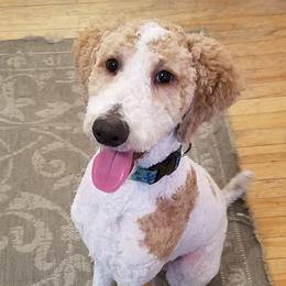 Silas - Poodle