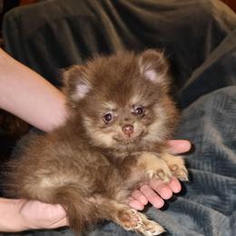 Hunnibunnies Luna - Chocolate and tan female Pomeranian puppy in Cleveland, Ohio from Hunnibunnies