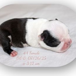 Girl 2 - Black and white female Boston Terrier puppy in North Central, Vermont from Windy Valley’s Bostons