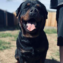 Nova - Rottweiler
