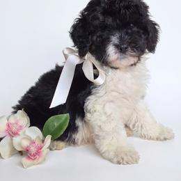 Jax - Black white and tan male Springerdoodle puppy in Fargo, North Dakota from Dakota SpringerDoodles