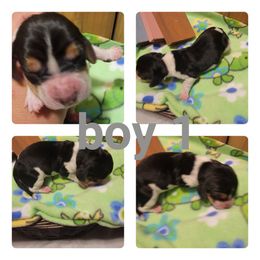 Boy 1 - Black white and brown Basset Hound puppy in Iowa from J&J Beautiful Basset Hounds